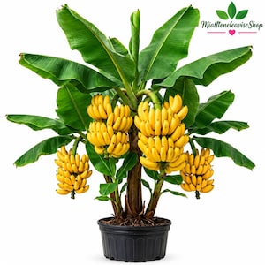 Pode incluir: Uma bananeira em vaso com grandes folhas verde-vibrantes e três cachos distintos de bananas amarelas maduras penduradas no caule central. A planta está num vaso de plástico preto. O texto MialttoneleaviseShop é visível.