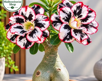 Puede incluir: Una planta rosa del desierto con un caudex grueso, bulboso y de color verde claro, y dos flores grandes de múltiples capas con pétalos blancos, centros negros y bordes rojos vibrantes. Incluye el logo Mialltoneleavise Shop.