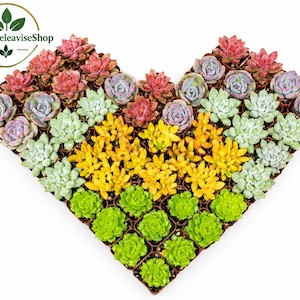 May include: A heart-shaped arrangement of numerous small potted succulents in various colors including shades of pink, purple, light green, and bright yellow. The logo MialltonleaviseShop is visible in the upper left corner of the image.