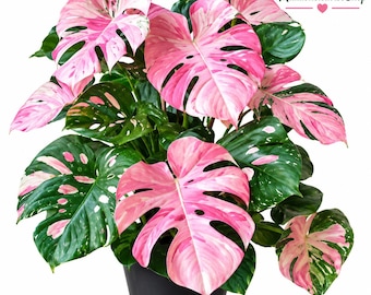 Rosa panaschierte Monstera-Pflanze | Seltenes tropisches Pflanzenfragment | Rosa-grüne Zimmerpflanze für die Heimdekoration (Lebende Pflanze)