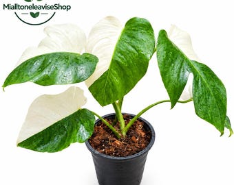 Könnte beinhalten: Eine Monstera Albo Pflanze in einem schwarzen Kunststofftopf mit Erde. Die Blätter weisen ein ausgeprägtes panaschiertes Muster aus tiefem Grün und Cremeweiß auf. Das Logo MialltoneleaviseShop ist in der oberen linken Ecke zu sehen.