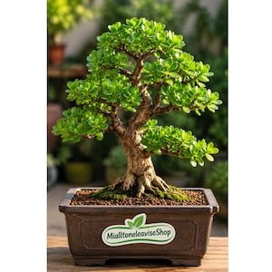 May include: A jade bonsai tree with thick, textured brown bark and vibrant green succulent leaves, planted in a rectangular brown ceramic pot. A white sticker on the front of the pot displays the green text MialtoneleaviseShop.
