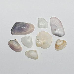Natural Seashell Set of 8, Beach Found Shells with Holes, Small Seashells for Jewelry Making, Coastal Craft Supplies, Ocean Decor