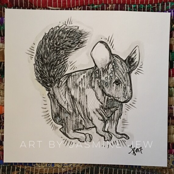 Chinchilla
