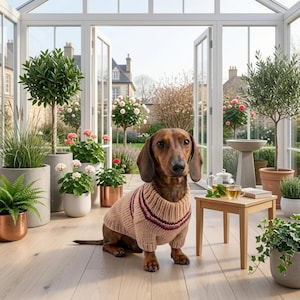 May include: A brown dachshund wearing a beige knit jumper with a dark red stripe around the neck and chest. The dog is sitting on a light wood floor in a sunroom filled with various potted plants, including ferns, small trees, and flowers.
