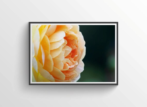 Flower Print Farmhouse Decor Nature Photography