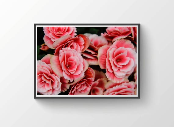 Flower Print Farmhouse Decor Nature Photography