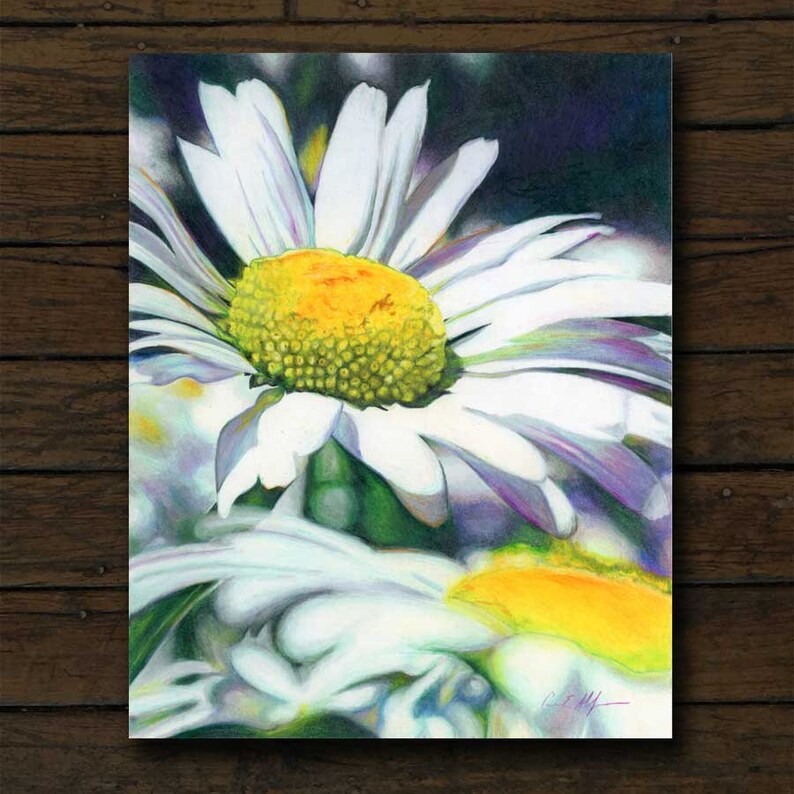 Daisy Flower colored pencil artwork archival giclée print on Etsy