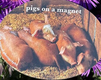 Pigs on a Magnet - Brown