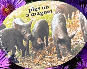 Pigs on a Magnet - Black