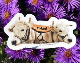 Yoked Oxen Sticker
