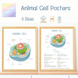 Animal Cell Posters for Kids | Biology Science Wall Art | Educational Classroom Diagram PDF