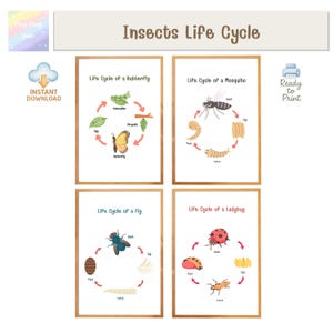 Peut inclure: Quatre affiches éducatives encadrées illustrant les cycles de vie des insectes : papillon, moustique, mouche et coccinelle. Chaque affiche présente un schéma circulaire avec des étapes étiquetées, dont œuf, larve, pupe et adulte. Le titre "Insects Life Cycle" est en haut.