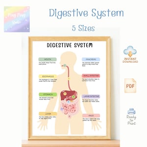 Digestive System Poster for Kids – Printable PDF Science Chart, Human Body Learning