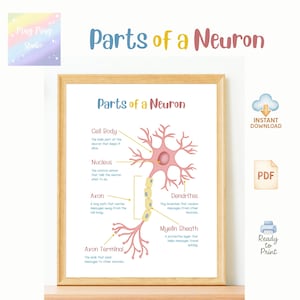 May include: A framed educational print titled "Parts of a Neuron." The illustration features a diagram of a neuron with labeled components: cell body, nucleus, axon, dendrites, axon terminal, and myelin sheath. The print is ready to print.