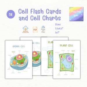 Könnte beinhalten: Ein Stapel Lernkarten und Zell-Diagramme. Die Karten zeigen farbenfrohe Illustrationen von Tier- und Pflanzenzellen mit beschrifteten Teilen. Der Text lautet "Cell Flash Cards and Cell Charts". Die Größen sind 8,9x11,4 cm und 12,7x17,8 cm.