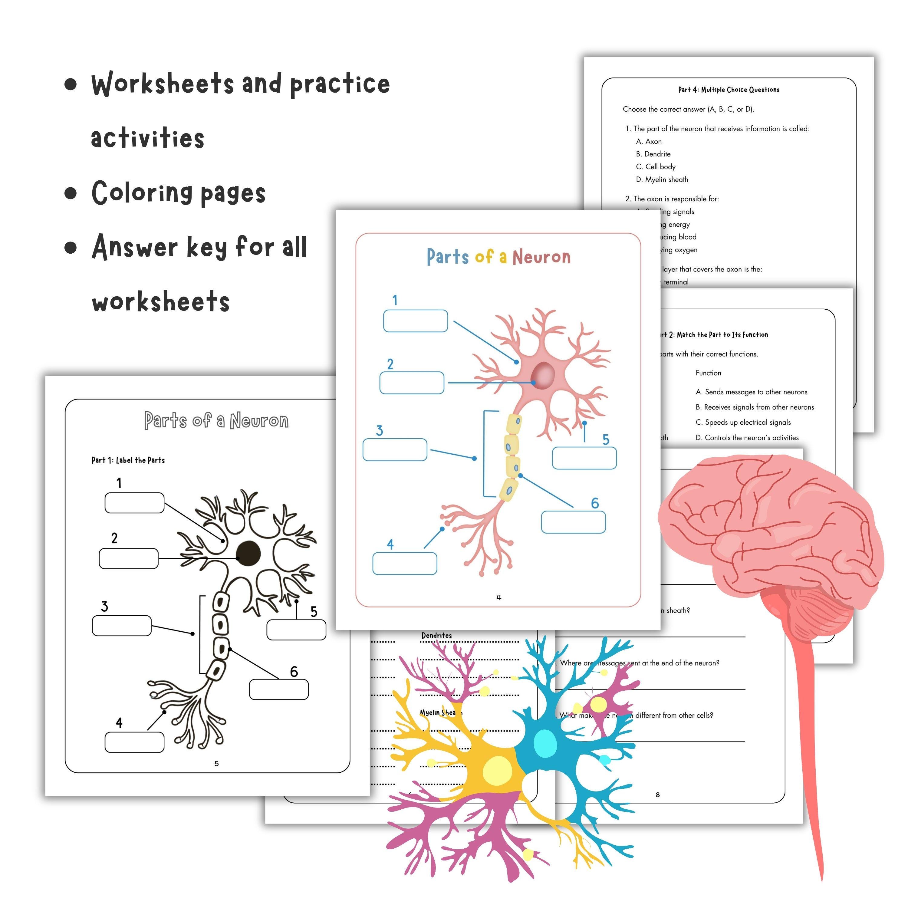 Neuron Activity Class Parts of a Neuron Worksheets | Nervous System Activities | G5–G7 ...