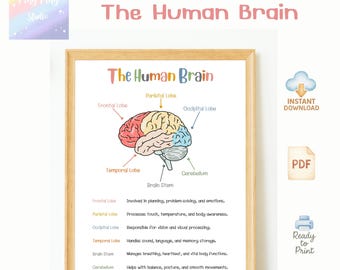 Human Brain Poster | Educational Science Wall Art | Classroom & Homeschool Printable Anatomy Chart