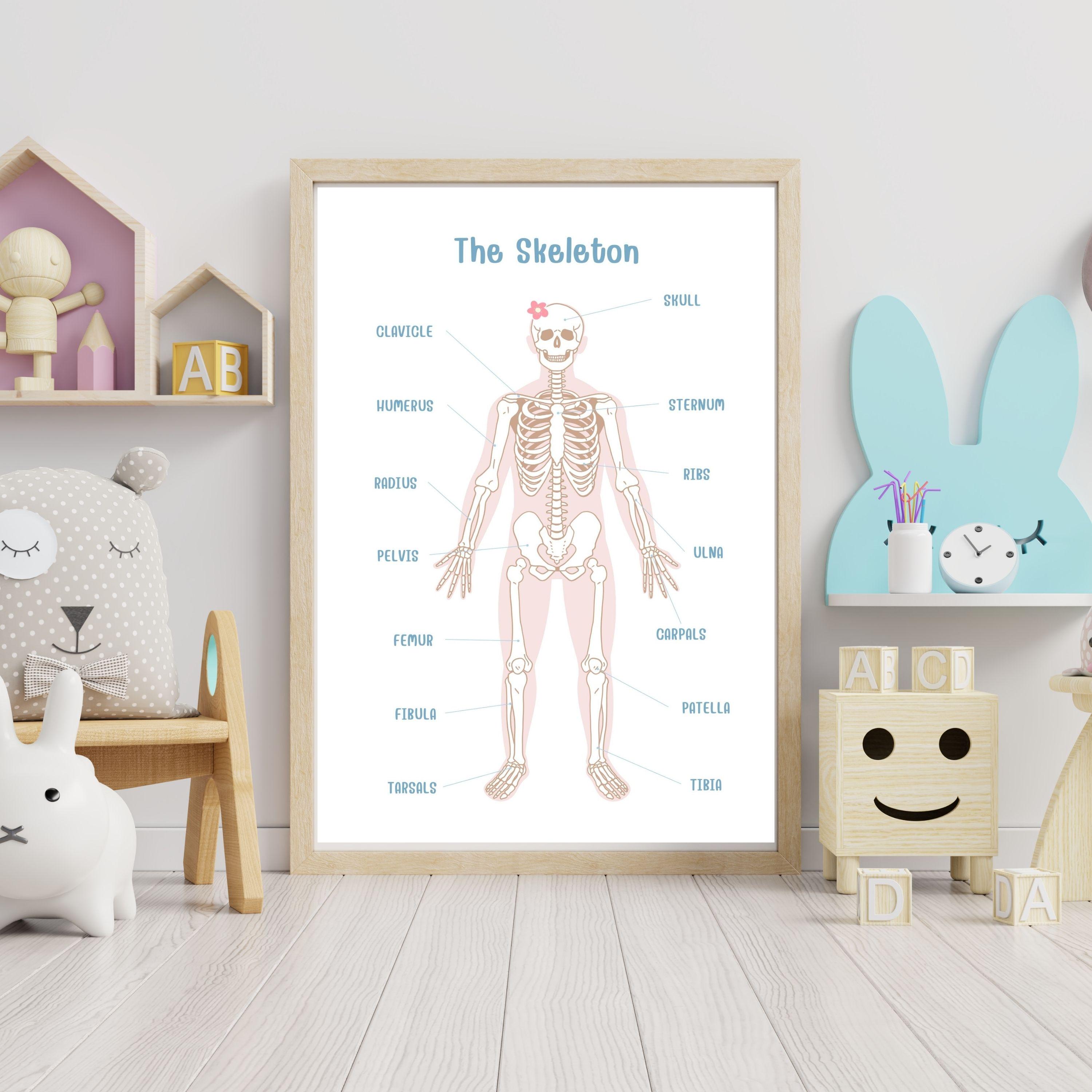 Kids Skeleton Poster – Printable Human Bones Chart, Preschool