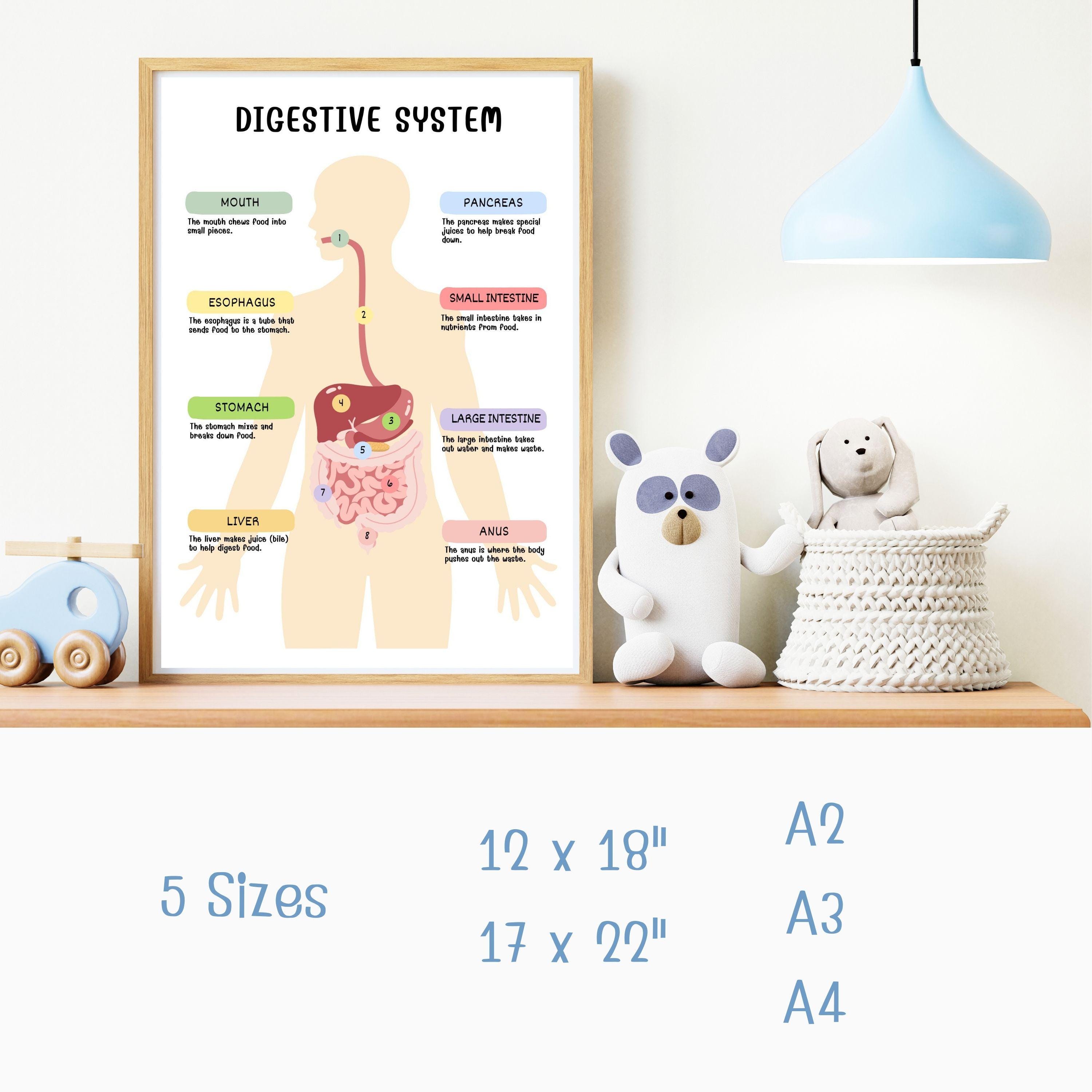 Digestive System Poster for Kids – Printable PDF Science Chart, Human ...