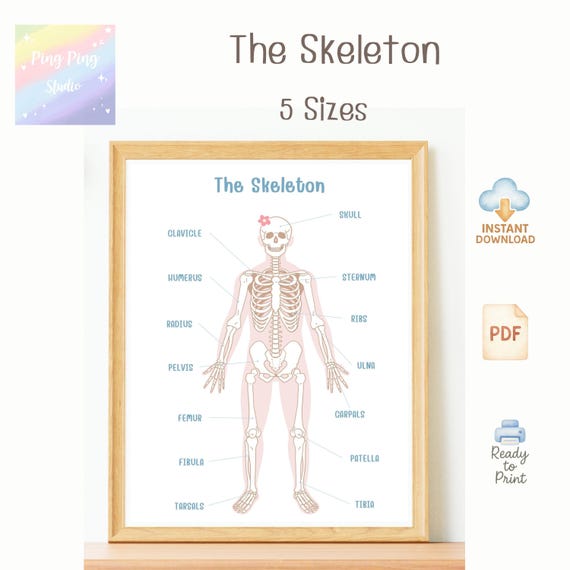 Human Skeleton Diagram For Kids Human Skeleton For Kids