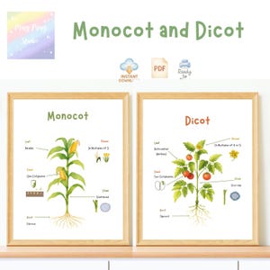 Puede incluir: Dos impresiones botánicas enmarcadas una al lado de la otra, etiquetadas como "Monocot" y "Dicot". La impresión Monocot muestra una planta de maíz con partes etiquetadas. La impresión Dicot representa una planta de tomate con partes etiquetadas. Las impresiones están en marcos de madera.