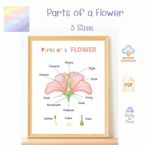 Op de afbeelding: Educatieve poster getiteld "Onderdelen van een bloem" met een diagram van de anatomie van een bloem. De poster bevat labels zoals "Stigma", "Bloemblad" en "Ovarium". De afbeelding staat in een houten lijst en bevat de tekst "5 maten" en "Direct downloaden".