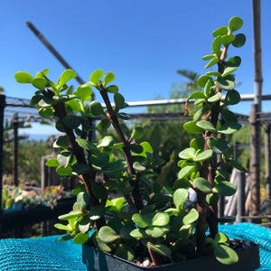 May include: A Portulacaria afra succulent plant with multiple upright, reddish-brown stems and small, rounded, fleshy green leaves, potted in a square black plastic container. The plant features dense foliage and a branching structure.
