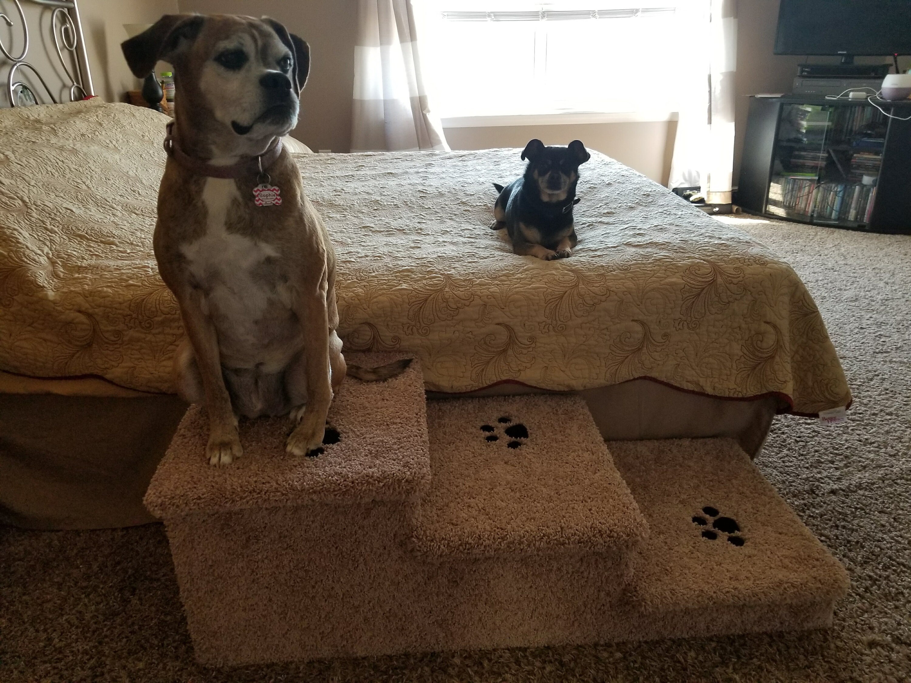 Dog Stairs for Large Dogs Great for Small Dogs & Big Dogs 280 lbs