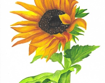 Sunflower Watercolor Print 8x10