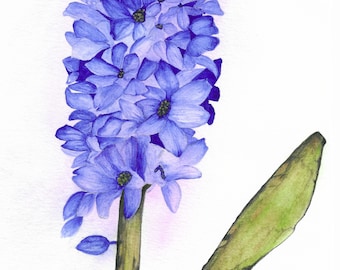 Hyacinth Watercolor Print 8x10