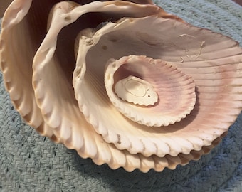 Seashells for decoration