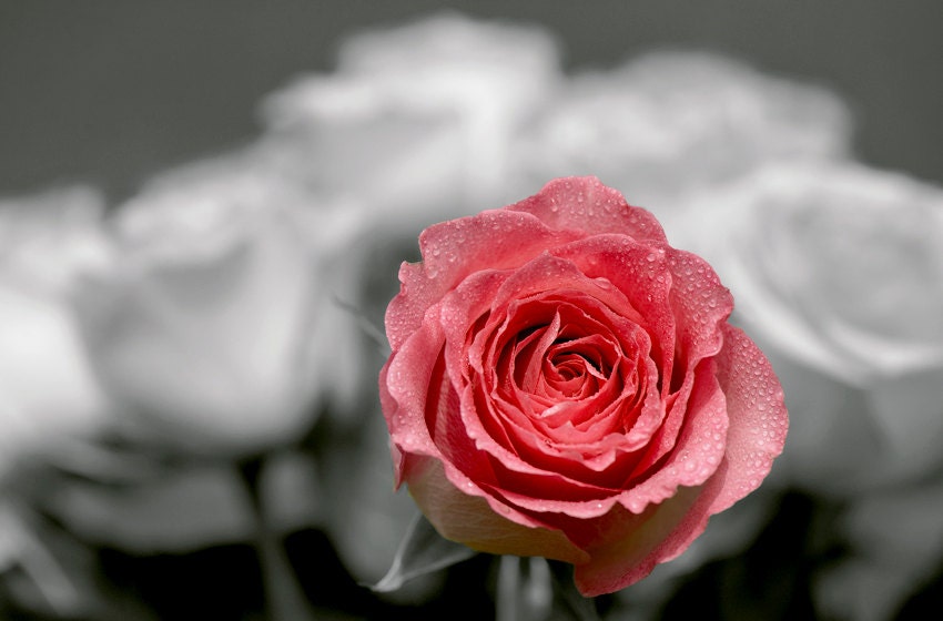 Red Rose Photo Fine Art Giclee Print Black And White | Etsy