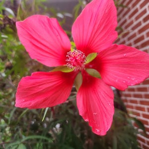 Hibiscus Coccineus, Texas Star, Scarlett Hibiscus Seeds