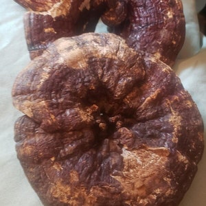 Whole Red Reishi Mushrooms 4 oz