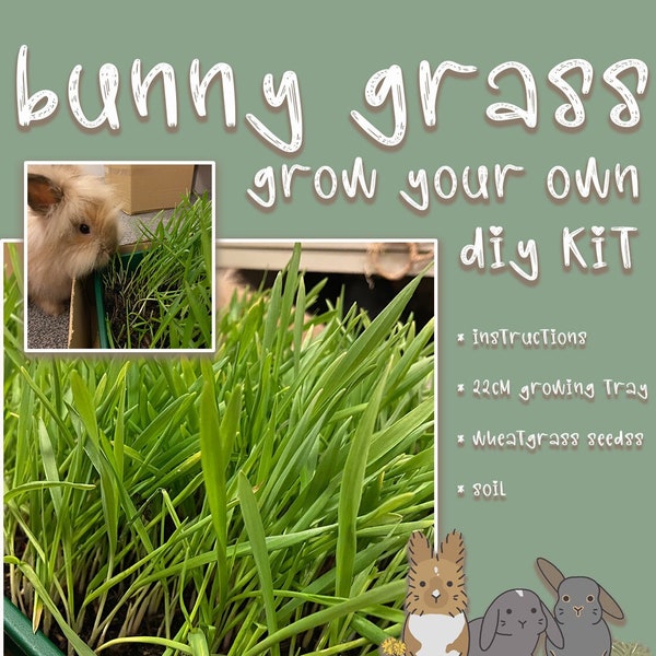 FRESH RABBIT GRASS Diy Kit **** Forage Treat Food Bunny Enrichment Small Animals Guinea Pigs Boredom Buster Wheatgrass Seeds Soil Growing