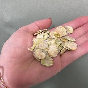 Dried Pea Flakes Rabbits Bunny’s Forage Enrichment Food Treats Small Animals Guinea Pigs Chew Gnaw Toys