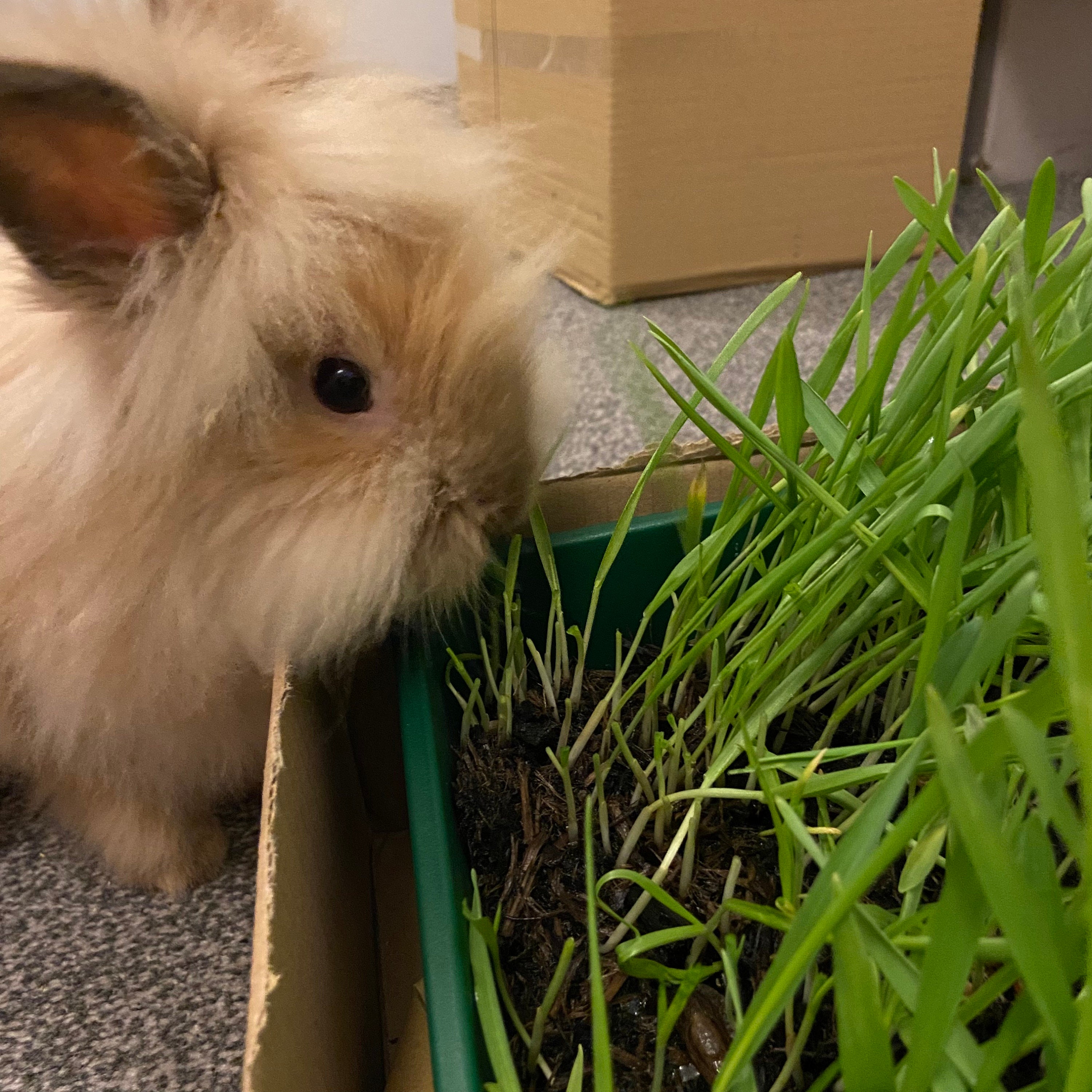 FRESH RABBIT GRASS Diy Kit Forage Treat Food Bunny - Etsy