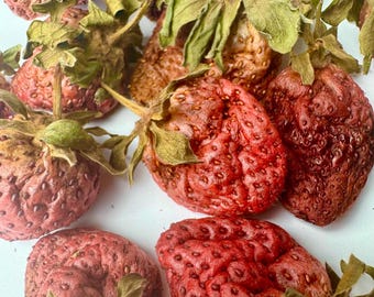 WHOLE DRIED STRAWBERRY  *** Tasty Dried Fruit + Vegtables Rabbits Bunnys Forage Food Treats Small Animals Guinea Pigs Chew Hamsters