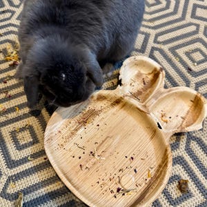 K&ouml;nnte beinhalten: Ein graues Kaninchen frisst von einem braunen, biologisch abbaubaren Einwegteller mit einem geteilten Abschnitt. Der Teller liegt auf einem gemusterten Teppich.