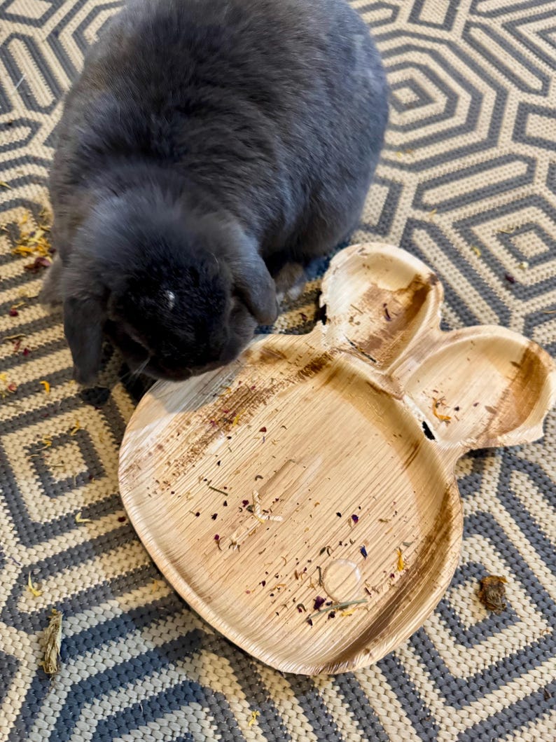 K&ouml;nnte beinhalten: Ein graues Kaninchen frisst von einem braunen, biologisch abbaubaren Einwegteller mit einem geteilten Abschnitt. Der Teller liegt auf einem gemusterten Teppich.
