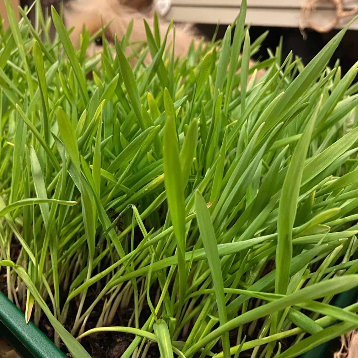 FRESH RABBIT GRASS Diy Kit **** Forage Treat Food Bunny Enrichment ...