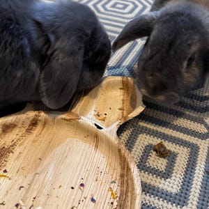 K&ouml;nnte beinhalten: Zwei graue Kaninchen fressen von einem braunen, biologisch abbaubaren Einwegteller. Der Teller ist in Form eines Kaninchens mit zwei Ohren und einem Loch in der Mitte geformt. Der Teller liegt auf einem grau-wei&szlig;en gemusterten Teppich.