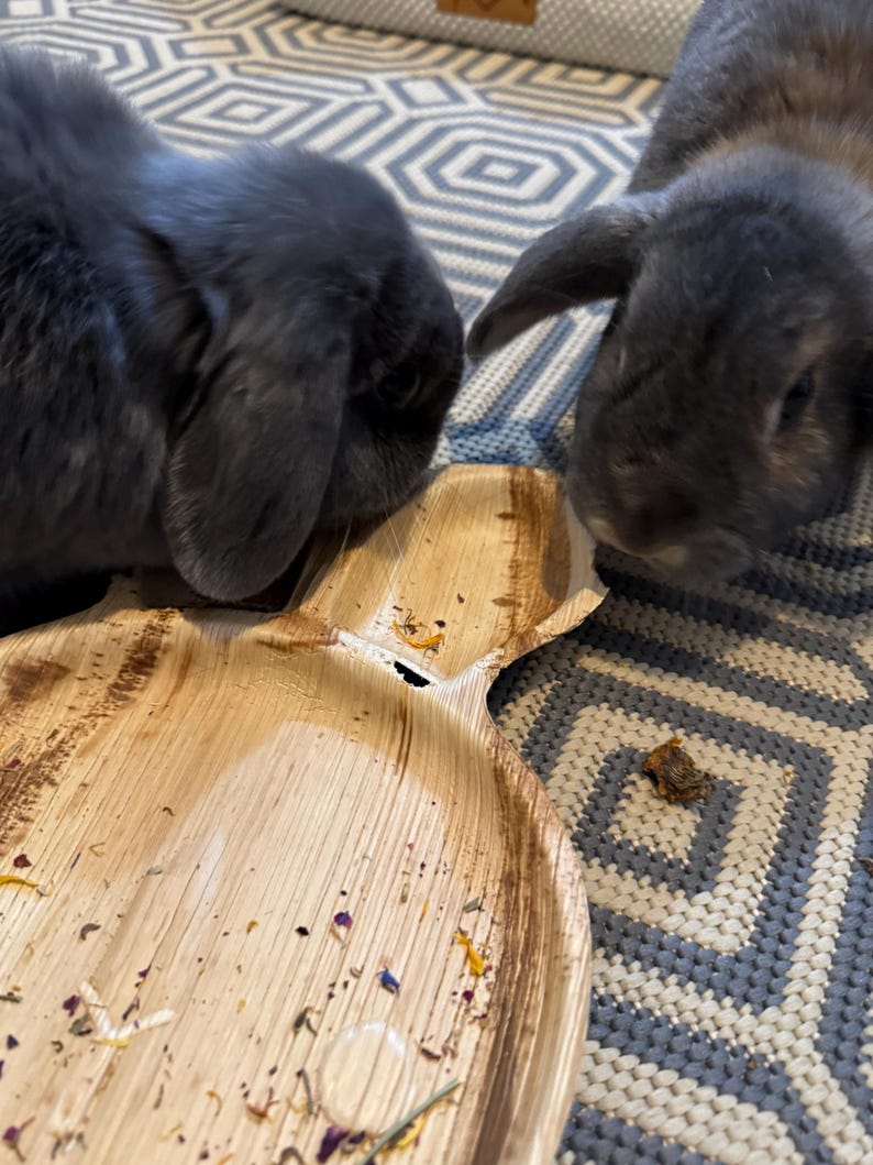 K&ouml;nnte beinhalten: Zwei graue Kaninchen fressen von einem braunen, biologisch abbaubaren Einwegteller. Der Teller ist in Form eines Kaninchens mit zwei Ohren und einem Loch in der Mitte geformt. Der Teller liegt auf einem grau-wei&szlig;en gemusterten Teppich.