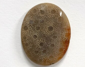 Agatized Coral Cabochon - Oval Fossil 26x33 mm Cabochon