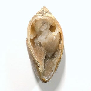 Fossil Whelk Shell with Quartz Druzy Crystals - 22x44 mm Shell Cabochon