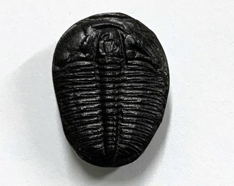 Excellent AAA Quality 100/% Natural Trilobite Fancy Shape Cabochon Loose Gemstone 13 Ct For Making Jewelry 28X13X5 mm NG-7