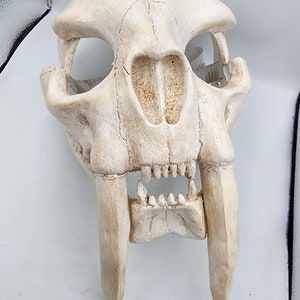 Cráneo de tigre con dientes de sabor Mascarilla