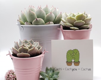 Say It With Succulents- Pastel Metal Pails with 1 4" and 2 2.5" assorted succulents- choose Your Card- FREE SHIPPING