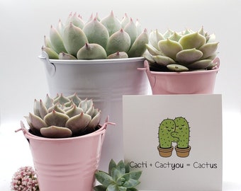 Say It With Succulents- Pastel Metal Pails with 1 4" and 2 2.5" assorted succulents- choose Your Card- FREE SHIPPING
